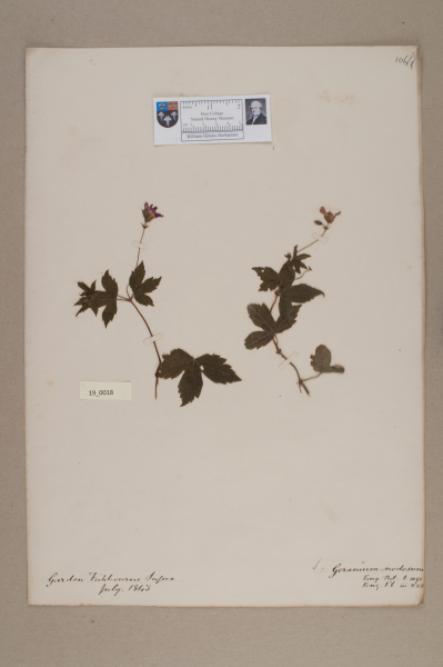 NHM_HH_19.18-2010 image NHM_HH_19.18-2010