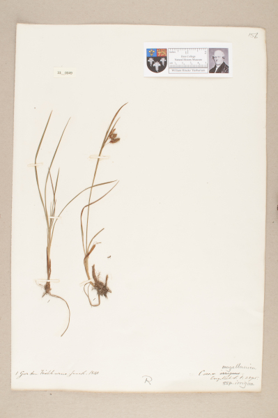 NHM_HH_33.49-2010 image NHM_HH_33.49-2010