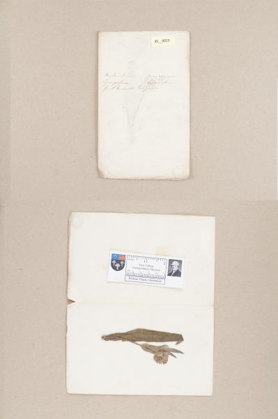 NHM_HH_45.23-2010 image NHM_HH_45.23-2010