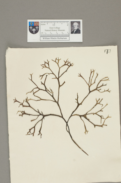 NHM_HH_1.177-2010 image NHM_HH_1.177-2010