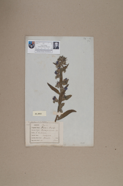 NHM_HH_20.32-2010 image NHM_HH_20.32-2010