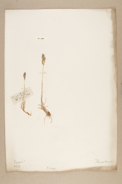 NHM_HH_34.55-2010 image NHM_HH_34.55-2010