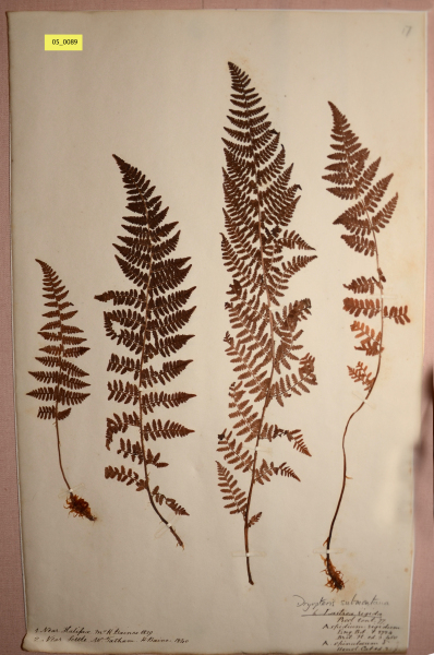 NHM_HH_5.89-2010 image NHM_HH_5.89-2010