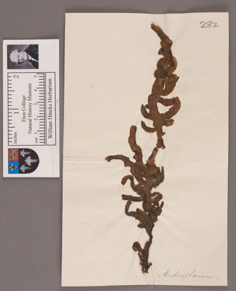 NHM_HH_1.282-2010 image NHM_HH_1.282-2010