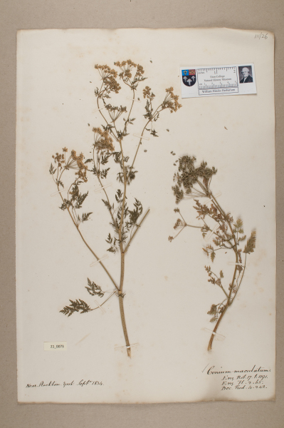 NHM_HH_21.73-2010 image NHM_HH_21.73-2010