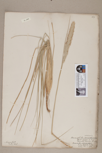 NHM_HH_35.69-2010 image NHM_HH_35.69-2010