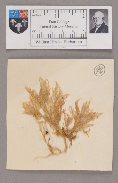 NHM_HH_1.88-2010 image NHM_HH_1.88-2010