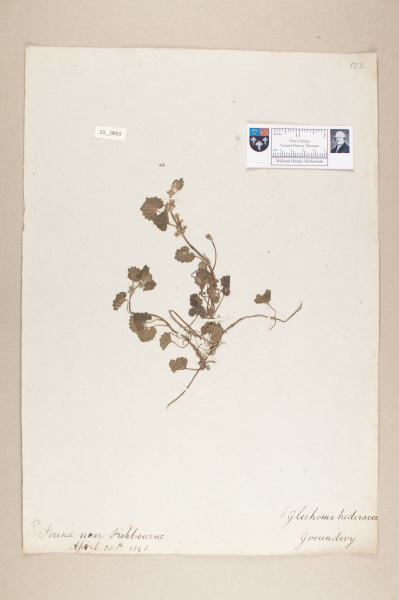 NHM_HH_23.53-2010 image NHM_HH_23.53-2010