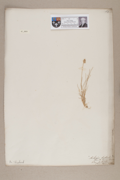 NHM_HH_37.23-2010 image NHM_HH_37.23-2010