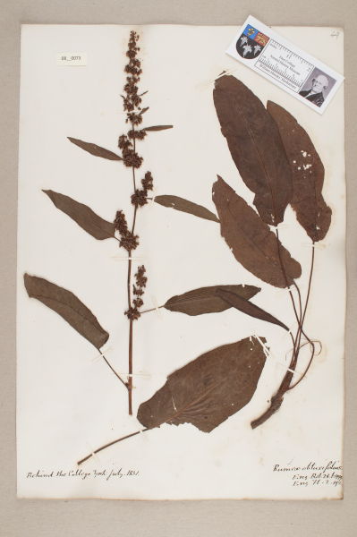 NHM_HH_8.73-2010 image NHM_HH_8.73-2010