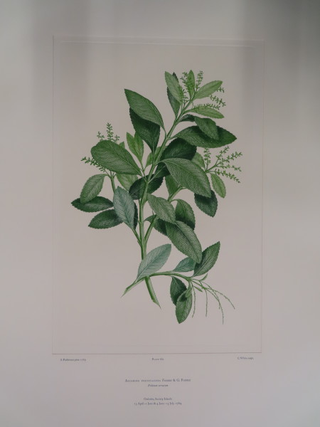 image FDA-E.2916_31_15-2016