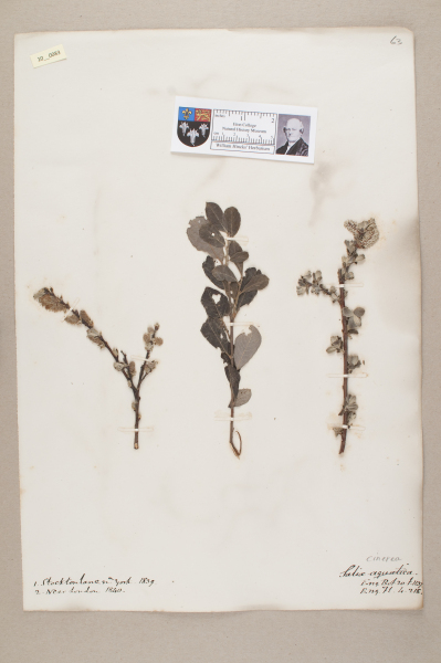 NHM_HH_10.83-2010 image NHM_HH_10.83-2010