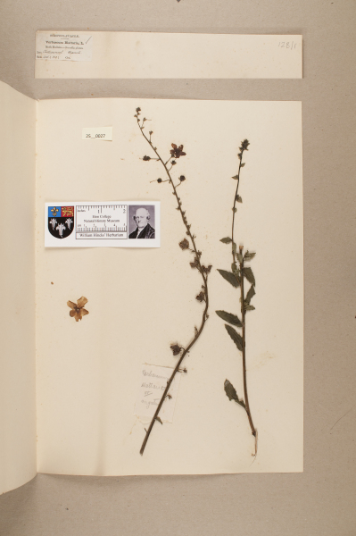 NHM_HH_25.27-2010 image NHM_HH_25.27-2010