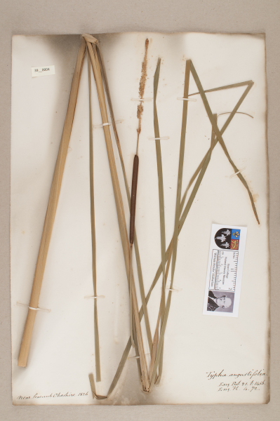 NHM_HH_39.4-2010 image NHM_HH_39.4-2010