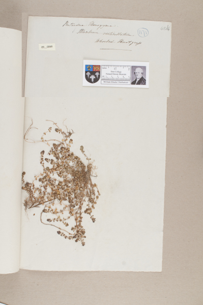 NHM_HH_9.68-2010 image NHM_HH_9.68-2010