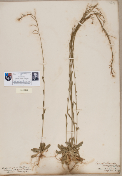 NHM_HH_11.56-2010 image NHM_HH_11.56-2010