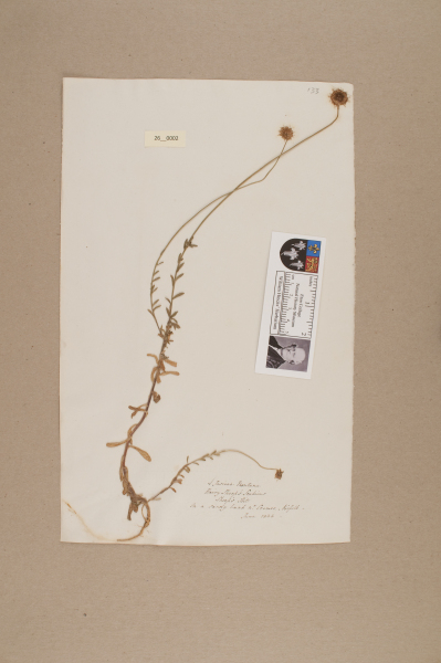 NHM_HH_26.2-2010 image NHM_HH_26.2-2010