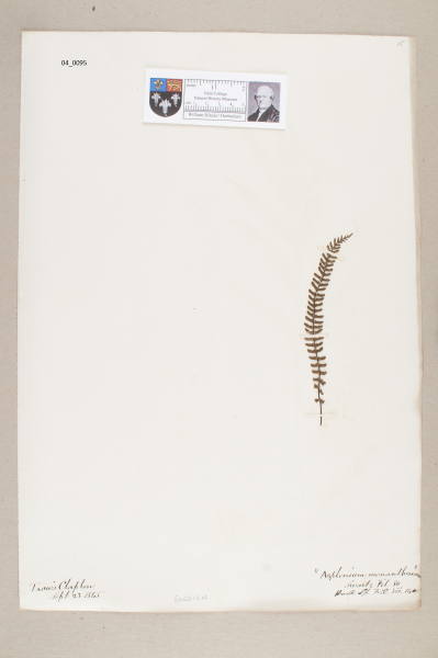 NHM_HH_4.95-2010 image NHM_HH_4.95-2010