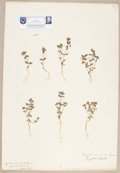 NHM_HH_12.57-2010 image NHM_HH_12.57-2010