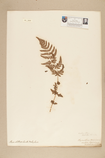 image NHM_HH_41.135-2010