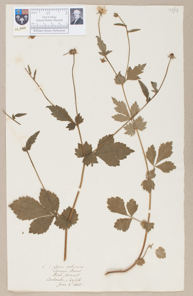 NHM_HH_13.66-2010 image NHM_HH_13.66-2010