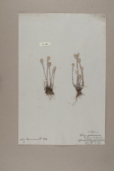 image NHM_HH_28.83-2010