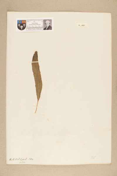 NHM_HH_41.7-2010 image NHM_HH_41.7-2010