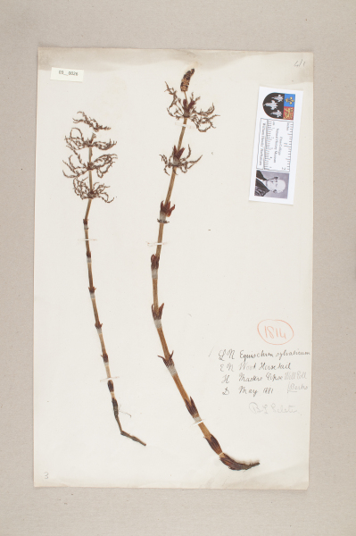 NHM_HH_3.26-2010 image NHM_HH_3.26-2010