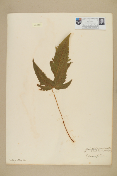 NHM_HH_42.16-2010 image NHM_HH_42.16-2010