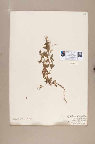 NHM_HH_17.17-2010 image NHM_HH_17.17-2010