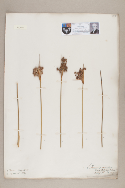 NHM_HH_31.6-2010 image NHM_HH_31.6-2010