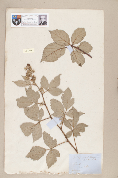 NHM_HH_43.13-2010 image NHM_HH_43.13-2010