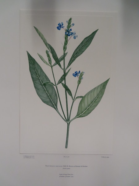 image FDA-E.2916_18_6-2016