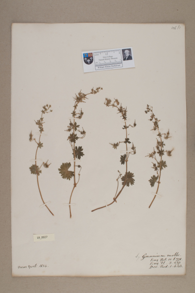 NHM_HH_19.27-2010 image NHM_HH_19.27-2010