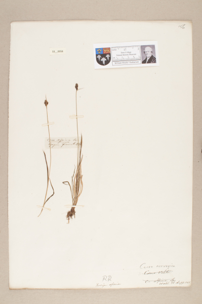 NHM_HH_33.58-2010 image NHM_HH_33.58-2010