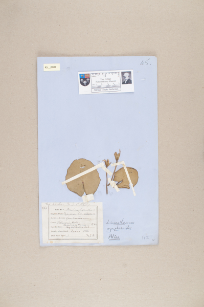 NHM_HH_45.7-2010 image NHM_HH_45.7-2010