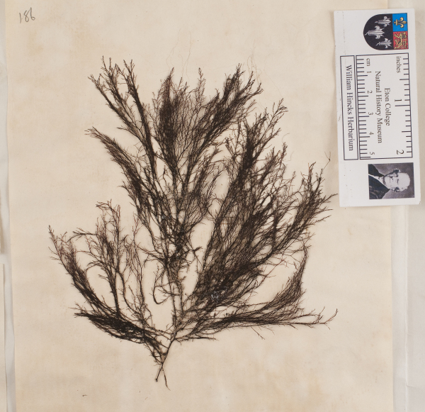 NHM_HH_1.186-2010 image NHM_HH_1.186-2010