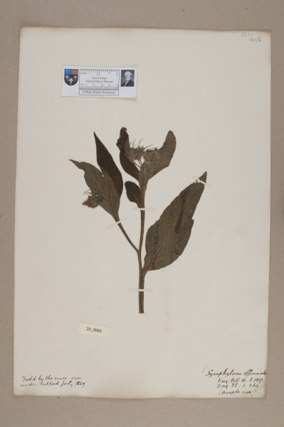 NHM_HH_20.41-2010 image NHM_HH_20.41-2010