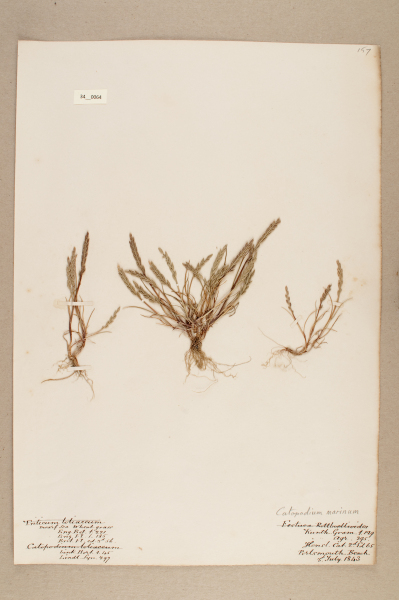 NHM_HH_34.64-2010 image NHM_HH_34.64-2010