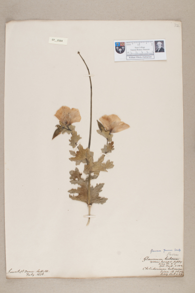 NHM_HH_7.104-2010 image NHM_HH_7.104-2010