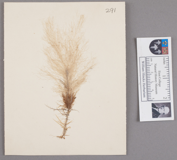 NHM_HH_1.291-2010 image NHM_HH_1.291-2010