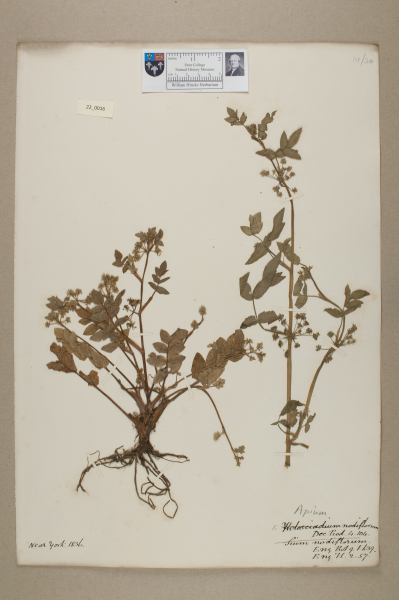 NHM_HH_22.16-2010 image NHM_HH_22.16-2010