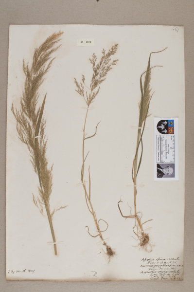 NHM_HH_35.78-2010 image NHM_HH_35.78-2010