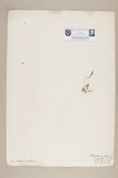 NHM_HH_7.82-2010 image NHM_HH_7.82-2010