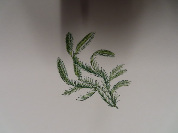 image FDA-E.2916_34_25-2016-A