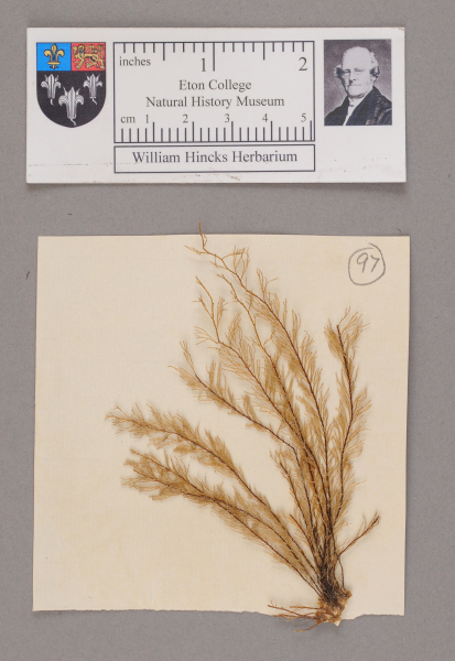 NHM_HH_1.97-2010 image NHM_HH_1.97-2010