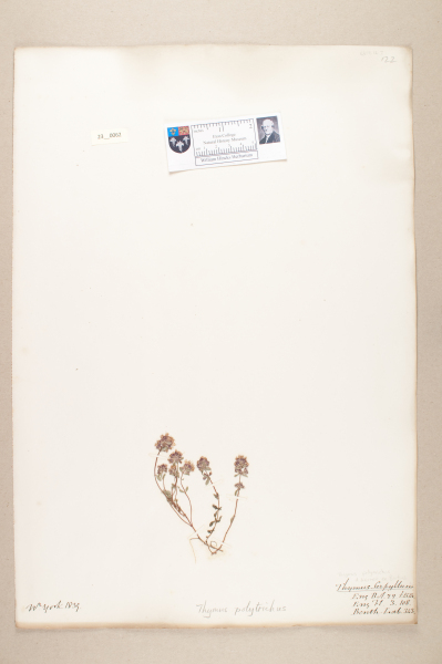 NHM_HH_23.62-2010 image NHM_HH_23.62-2010