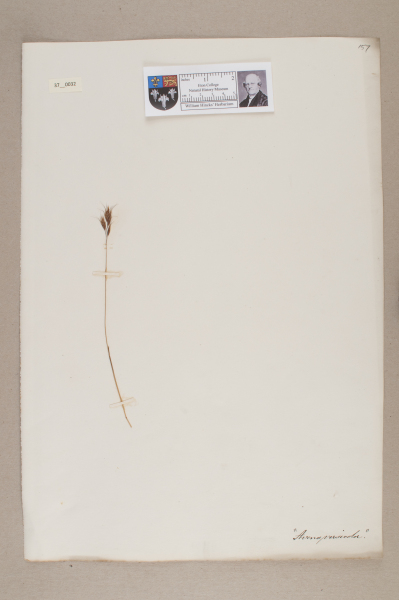 NHM_HH_37.32-2010 image NHM_HH_37.32-2010