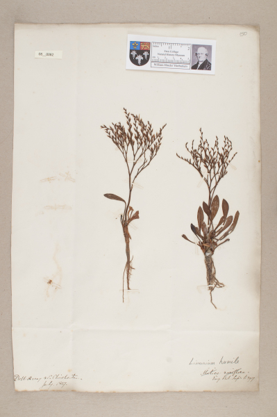 NHM_HH_8.82-2010 image NHM_HH_8.82-2010