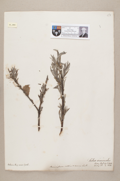 NHM_HH_10.92-2010 image NHM_HH_10.92-2010